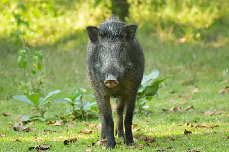 Call Local Wildlife Control Or Law Enforcement If The Animal Won't Leave