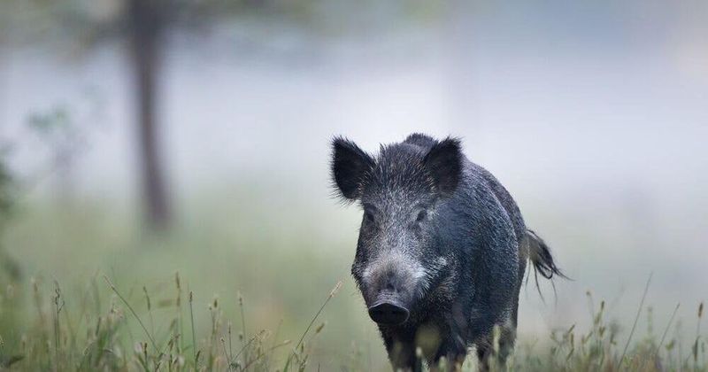 Trying To Chase Or Scare The Hog Away