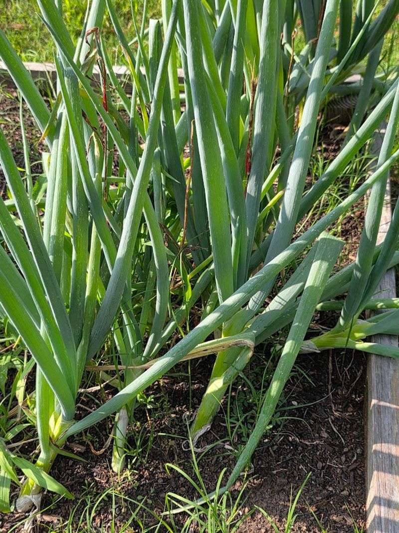 Bunching Onions / Perennial Scallions (Allium Fistulosum)