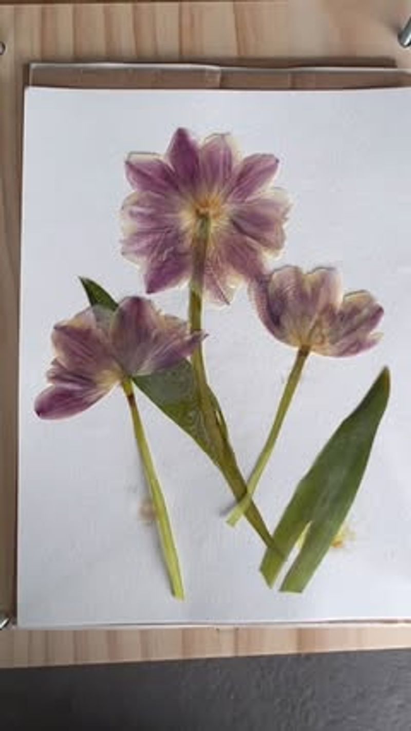 Microwave Quick Drying Technique