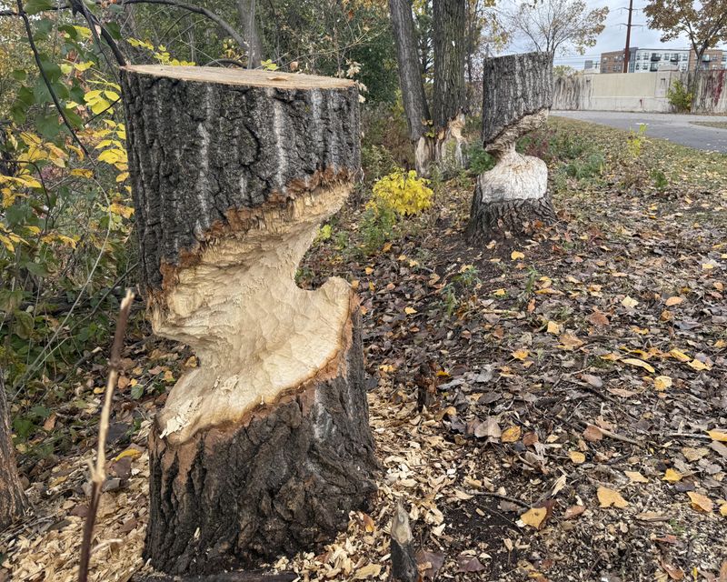 Mysterious Stumps With Pointed Tops
