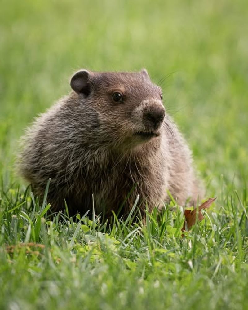 Distinctive Droppings Near Garden Areas