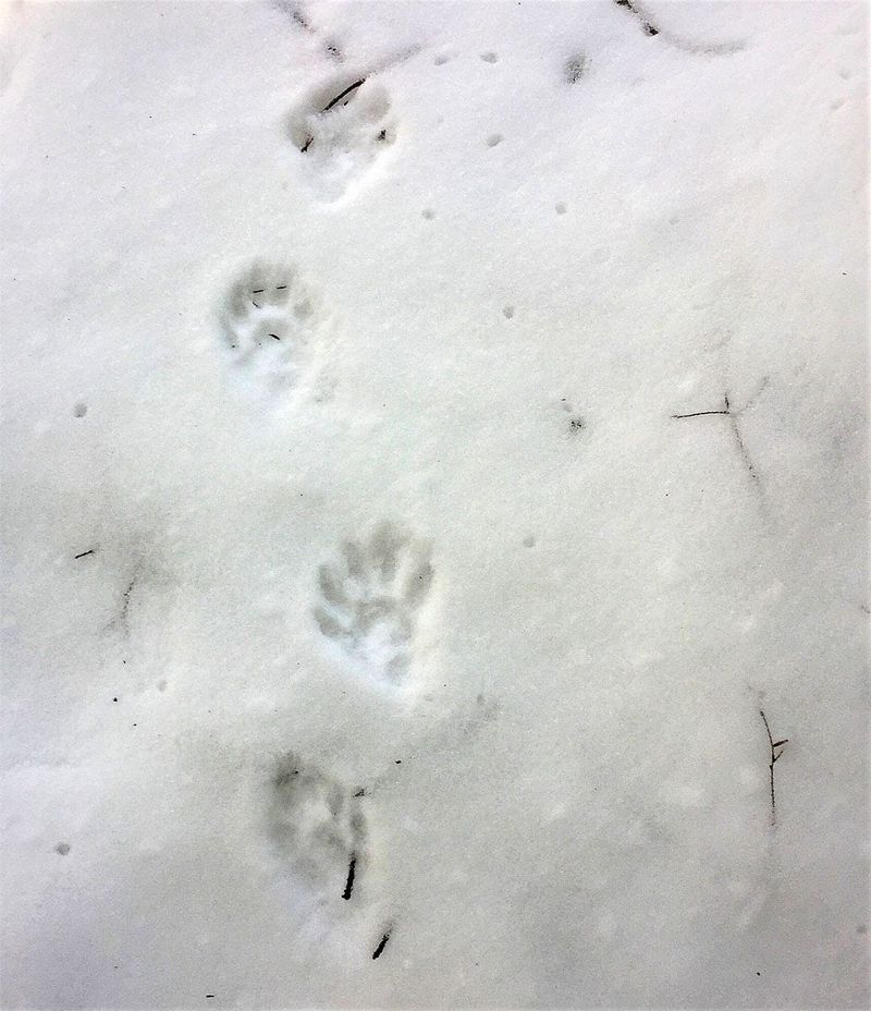Unusual Tracks In Soft Ground Or Snow