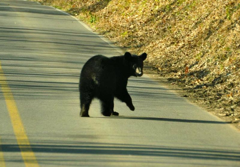 Contact Local Wildlife Authorities