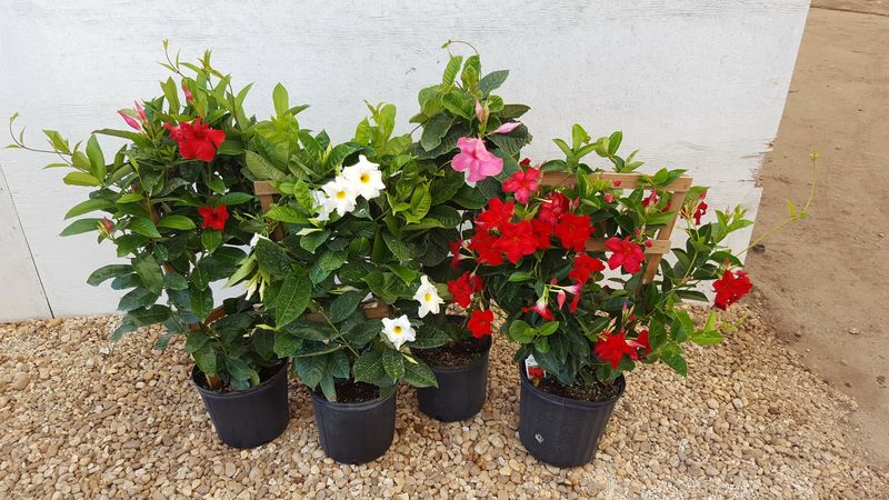 Island Tropical Foliage