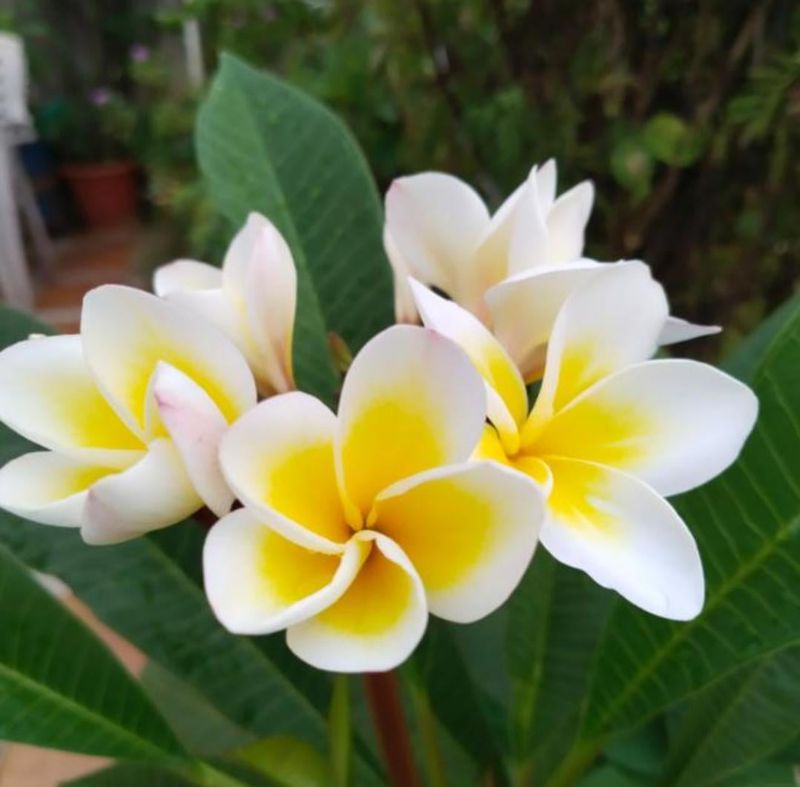 Planning Your Color Scheme Layout