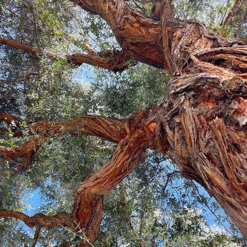 Eucalyptus (Several Species)