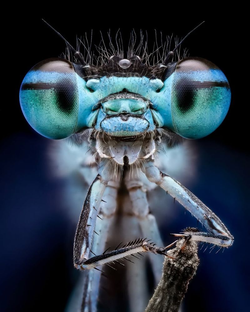 Macro Photography of Garden Insects