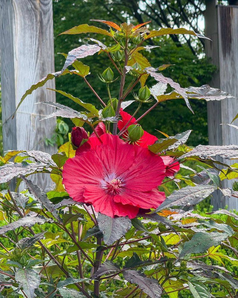 Midnight Marvel Hibiscus