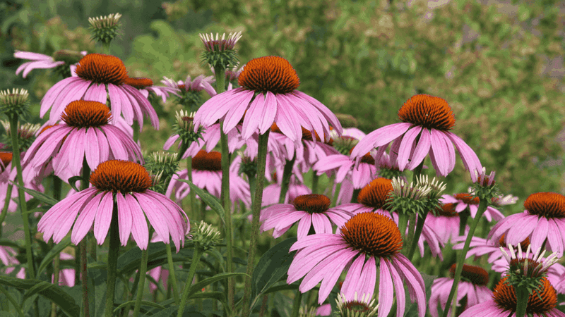 Purple Coneflower Blooms Create Eye-Catching Garden Displays Throughout Missouri Summers