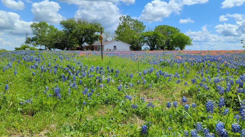 Ennis Bluebonnet Trails