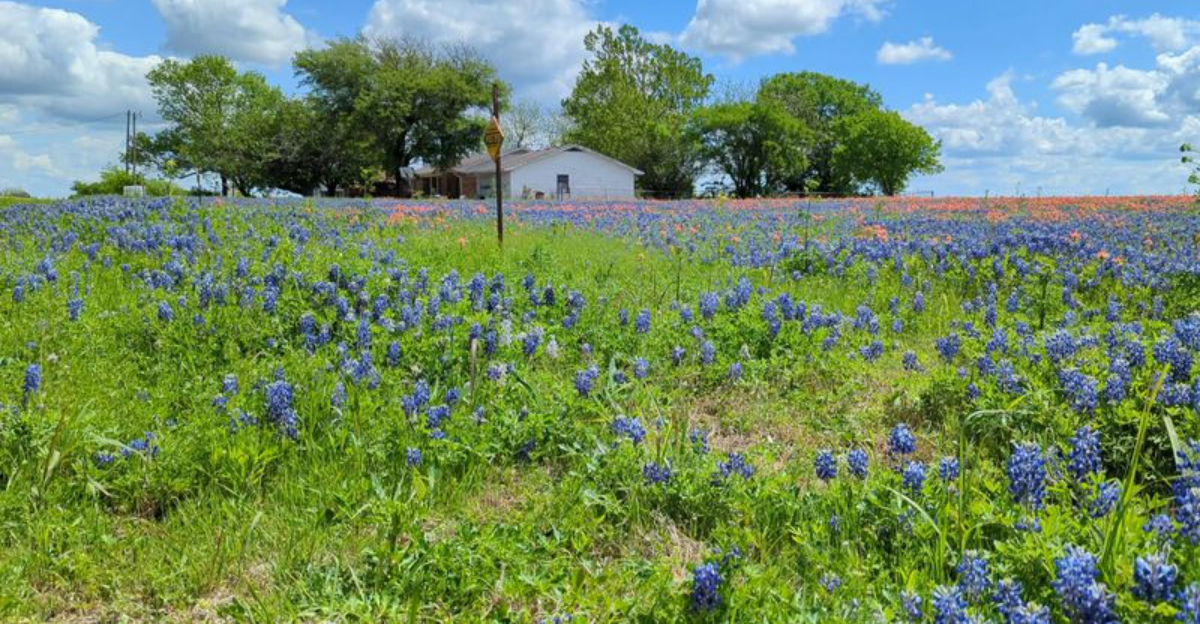 Google Maps Highlights A Rapid Spread Of Wildflower Fields In Texas