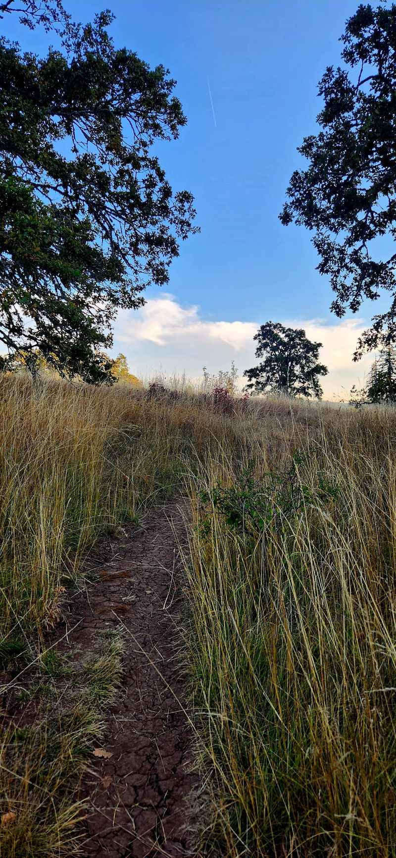 Eugene's Friendly Neighborhood District