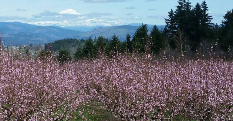 Meadow (featured image)