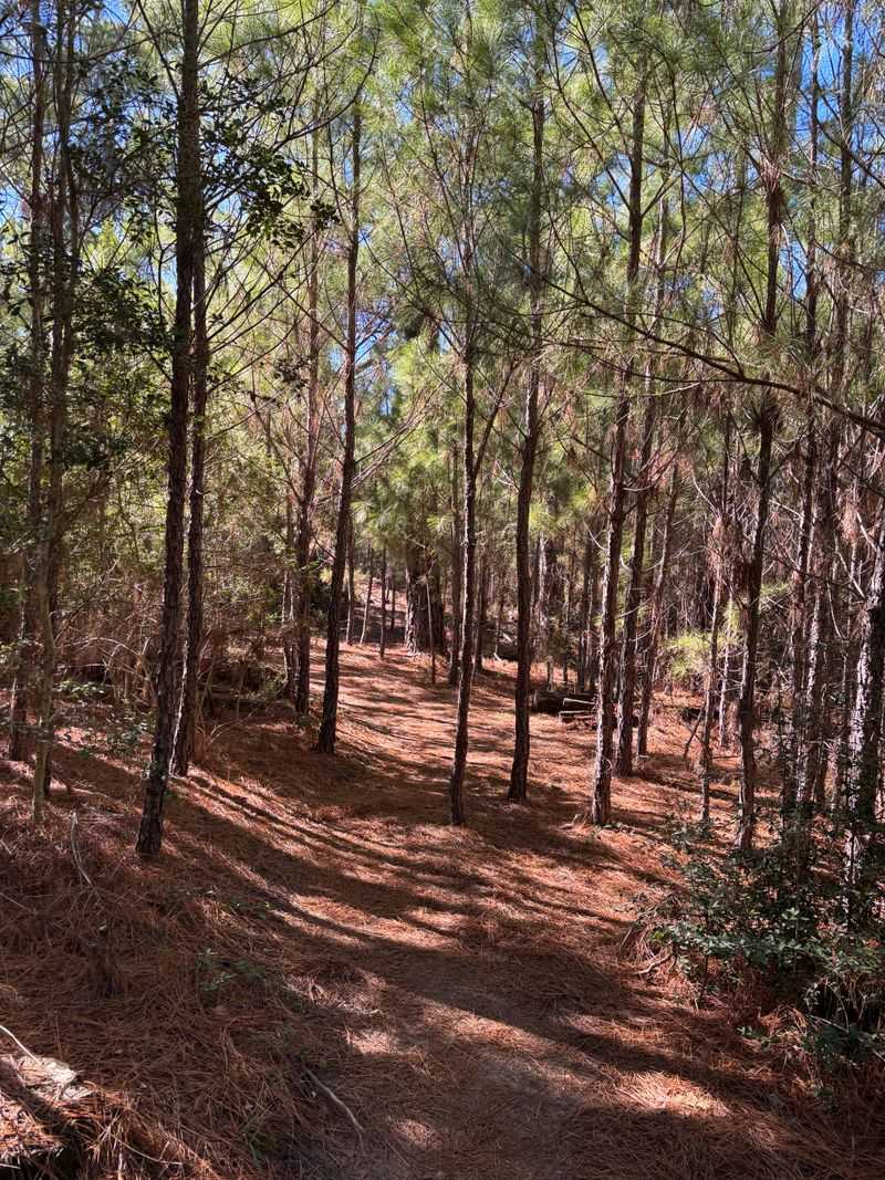 Bastrop State Park and Surrounding Areas