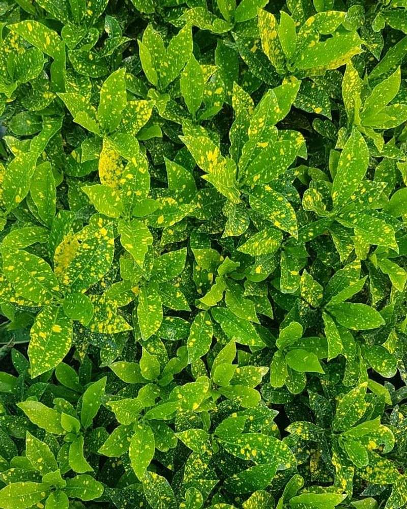 Japanese Pachysandra (Pachysandra Terminalis)