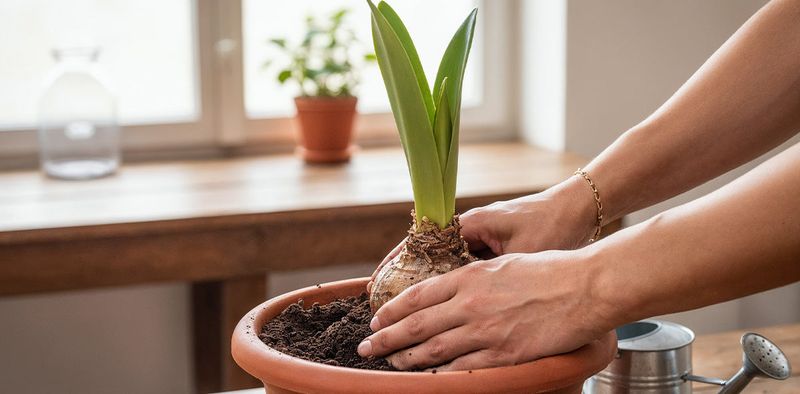 Delaying Fertilizer Until Growth Strengthens