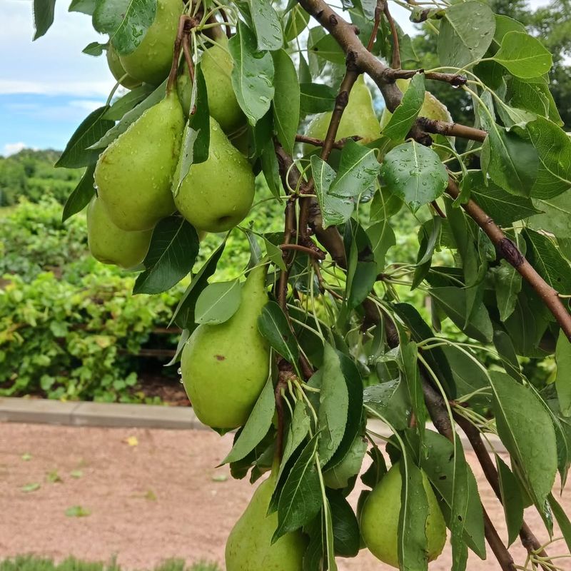 Bartlett Pear