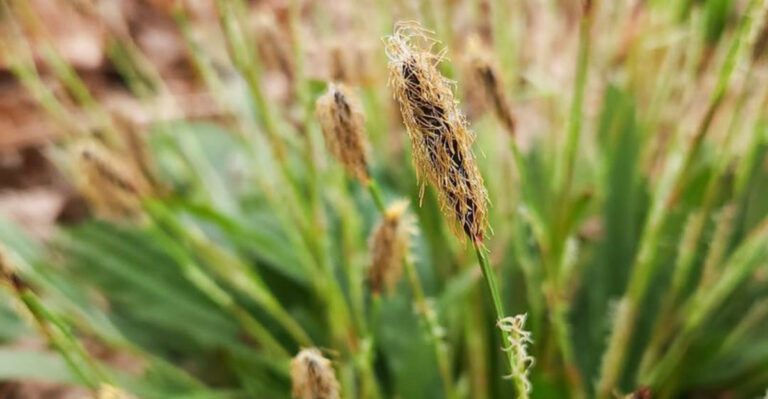 sedges grass