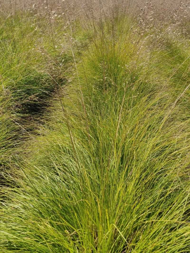Native Grass Meadows