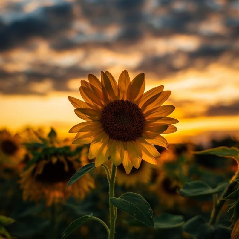 Sunflowers