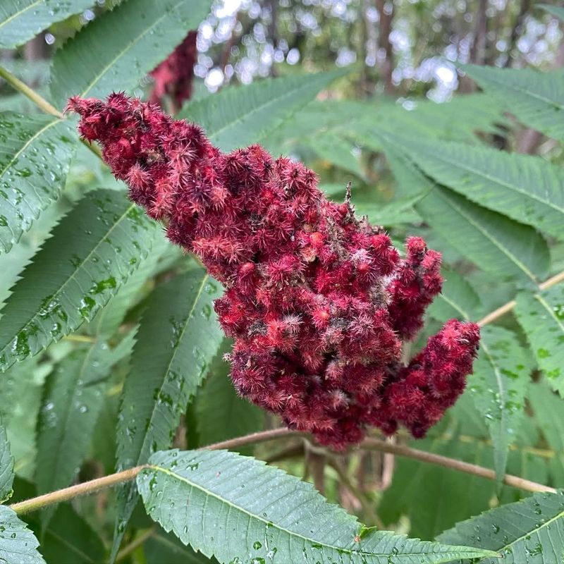 Staghorn Sumac