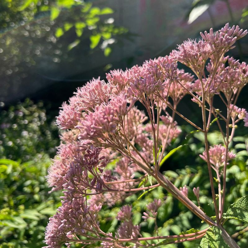 Joe-Pye Weed