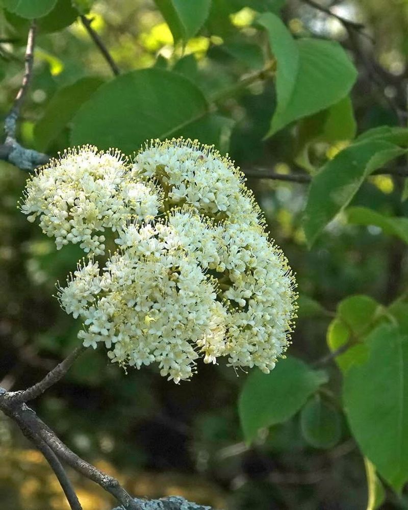Nannyberry (Viburnum lentago)