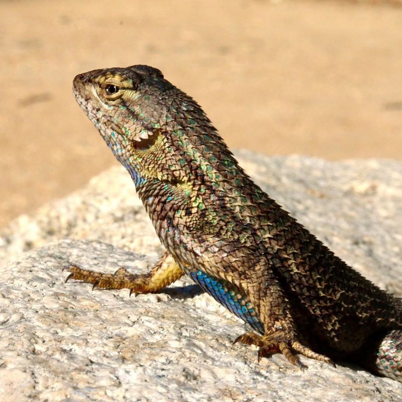 Western Fence Lizards And Other Native Reptiles