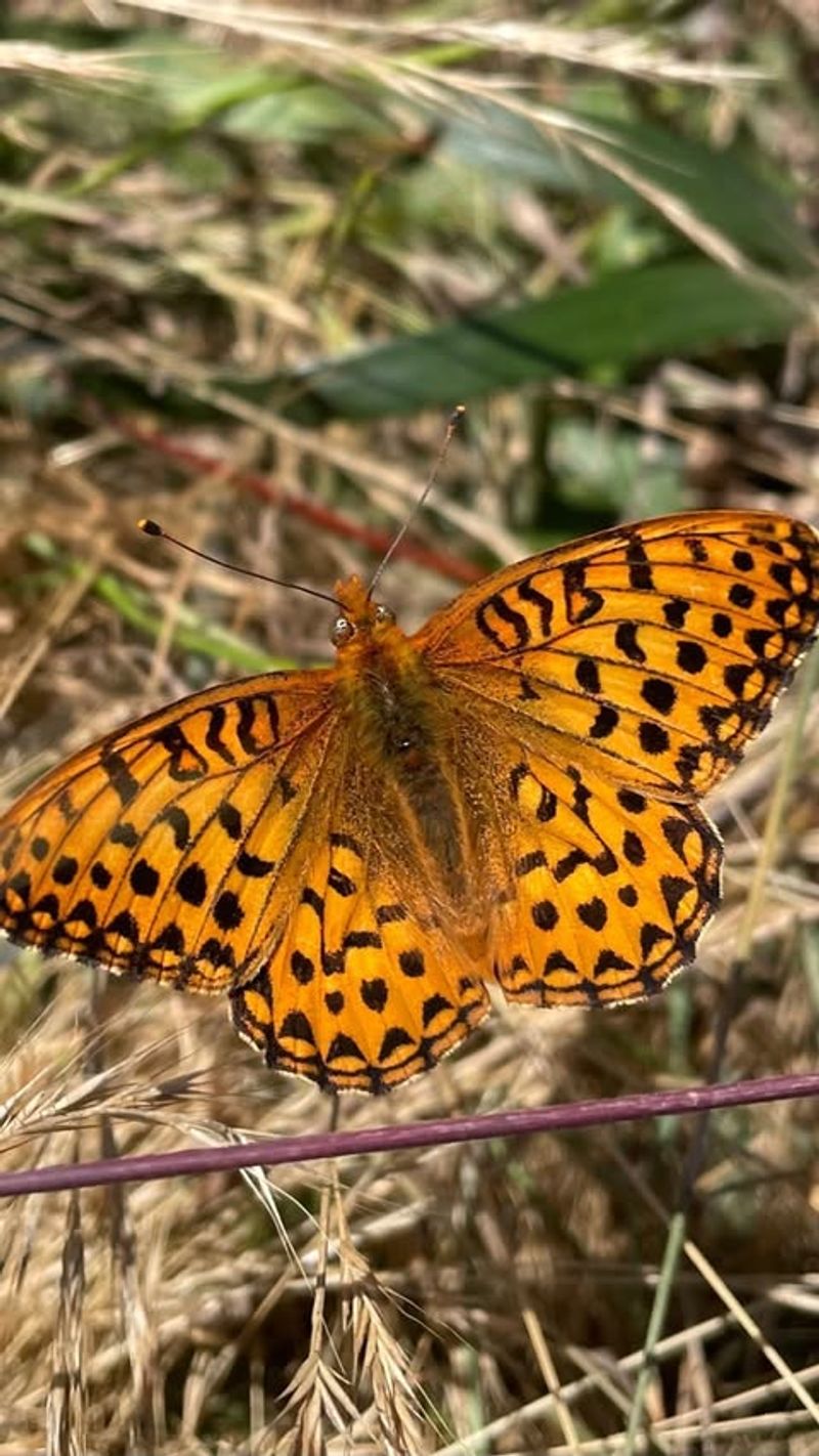 Oregon Silverspot Butterfly