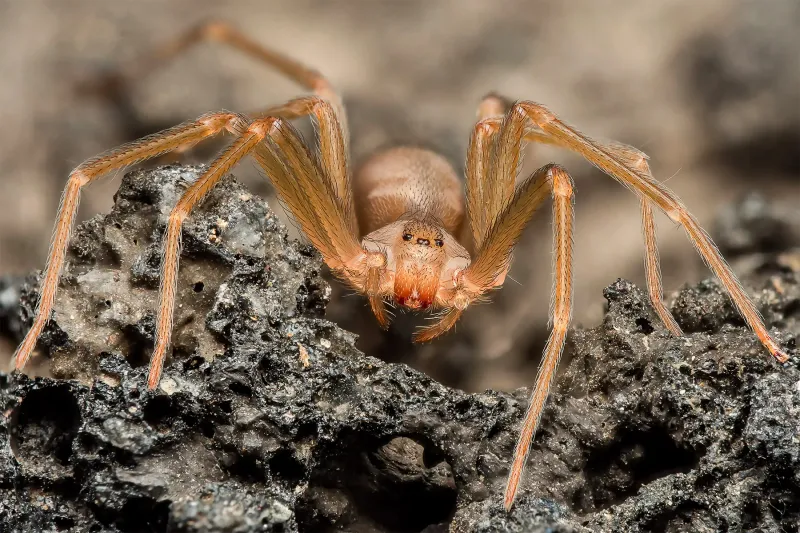 Desert Recluse Spider