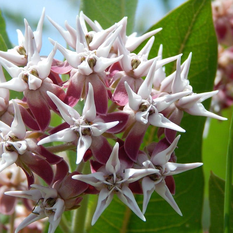 Showy Milkweed (Asclepias Speciosa)