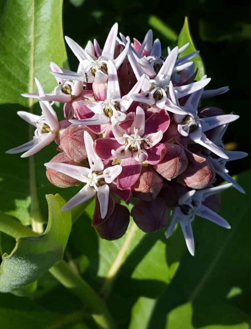 Sullivant's Milkweed (Asclepias sullivantii)