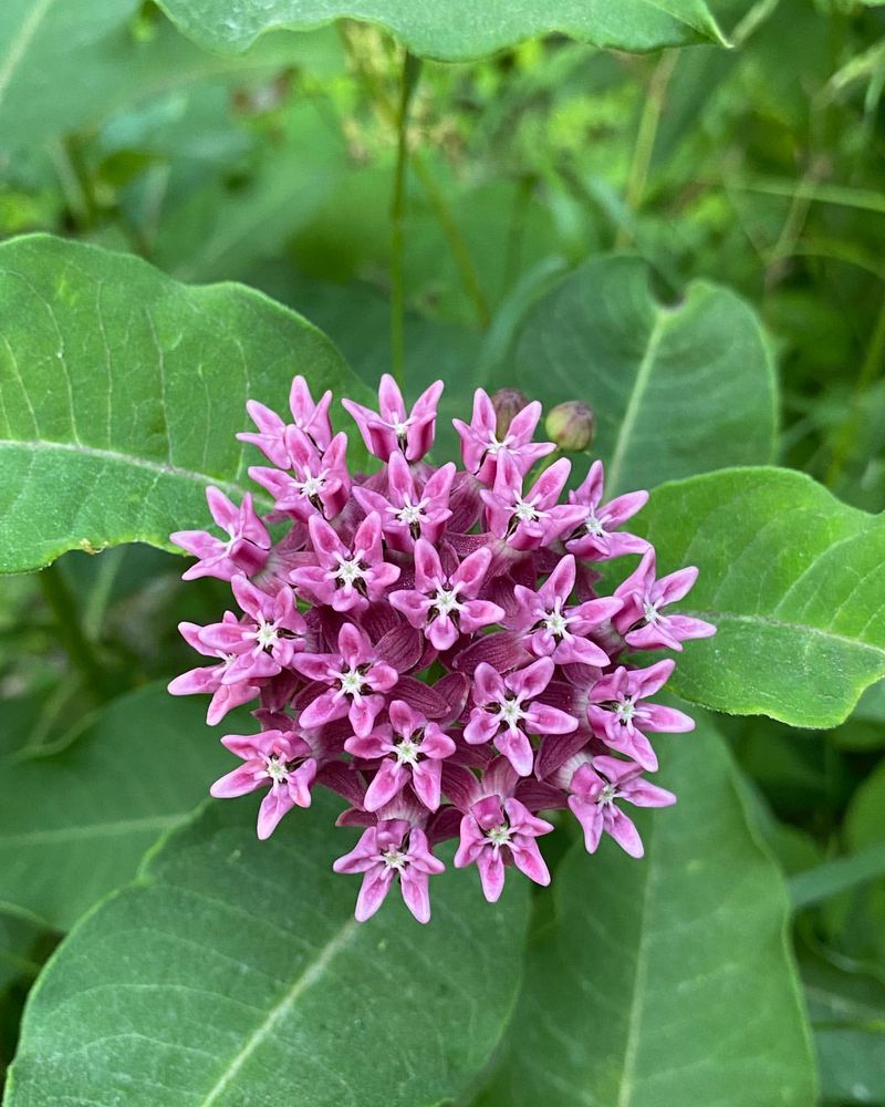 Purple Milkweed