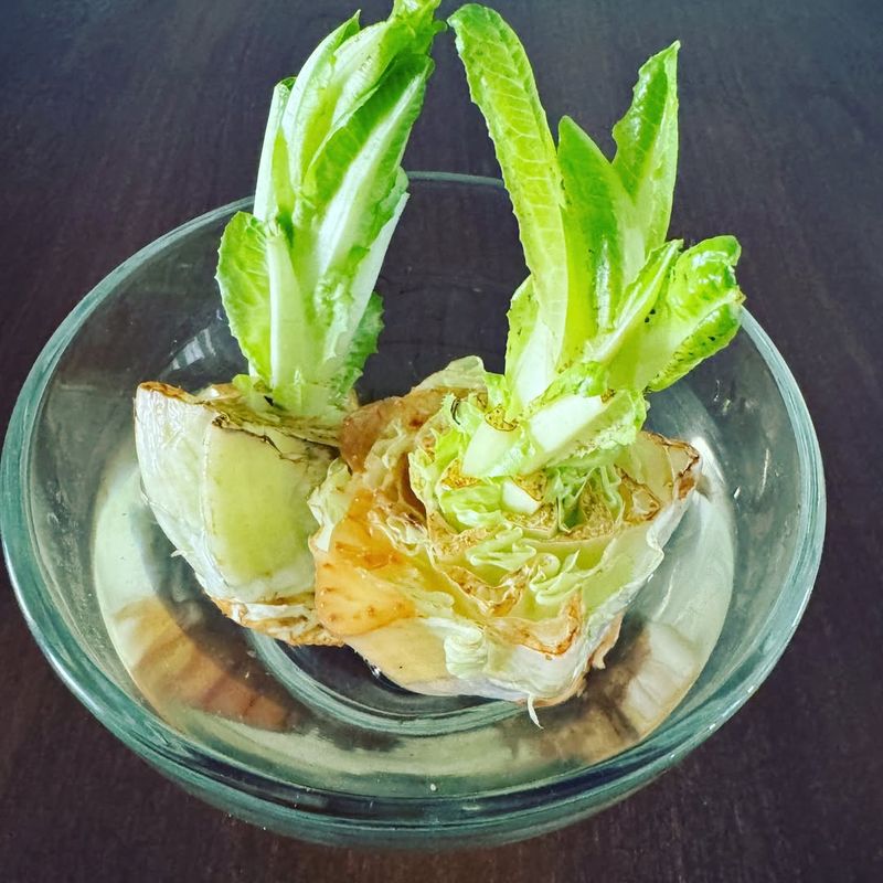 Romaine Lettuce Hearts Can Sprout New Leaves