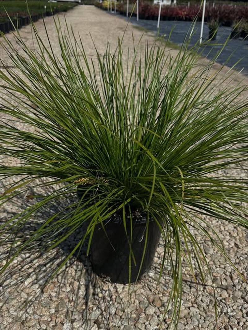 Lomandra 'Breeze'