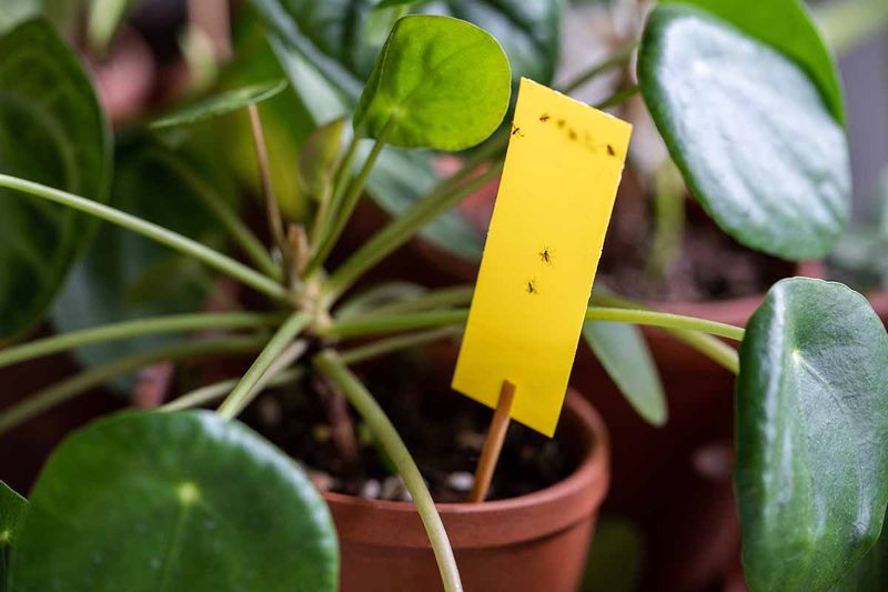 Pest Problems Can Sneak Up During Indoor Winter Living