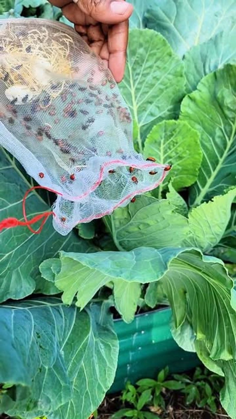 They Help Control Pest Populations