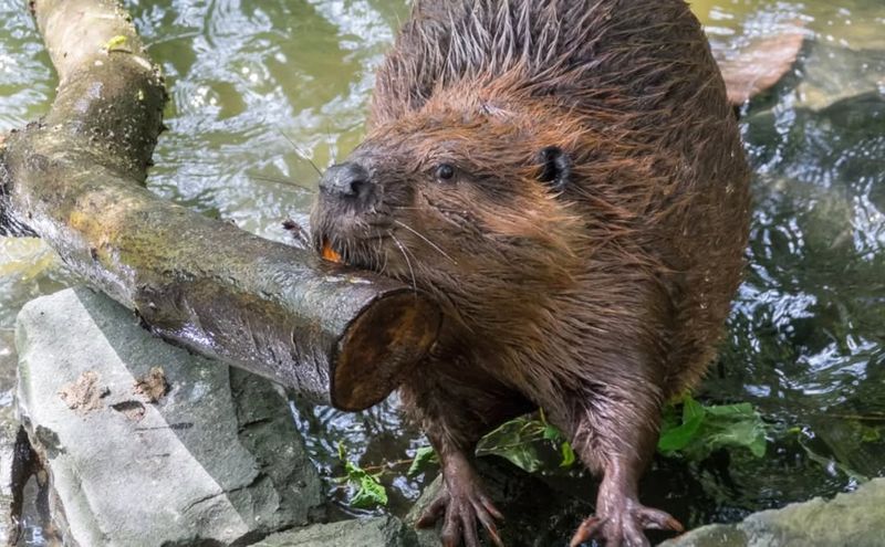 Beaver (Castor Canadensis)