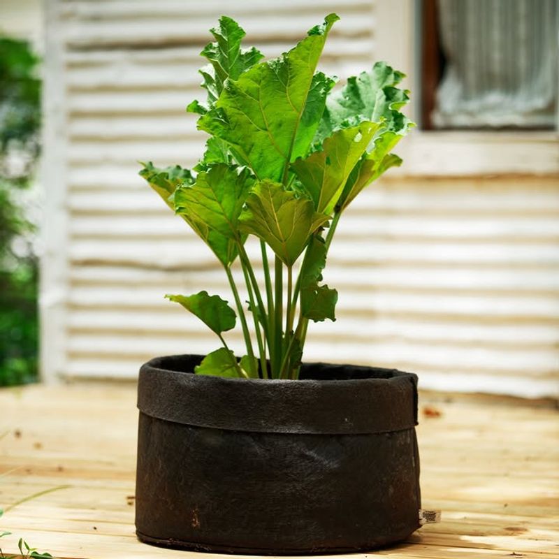 Apply Thick Mulch Layers to Soil Surface