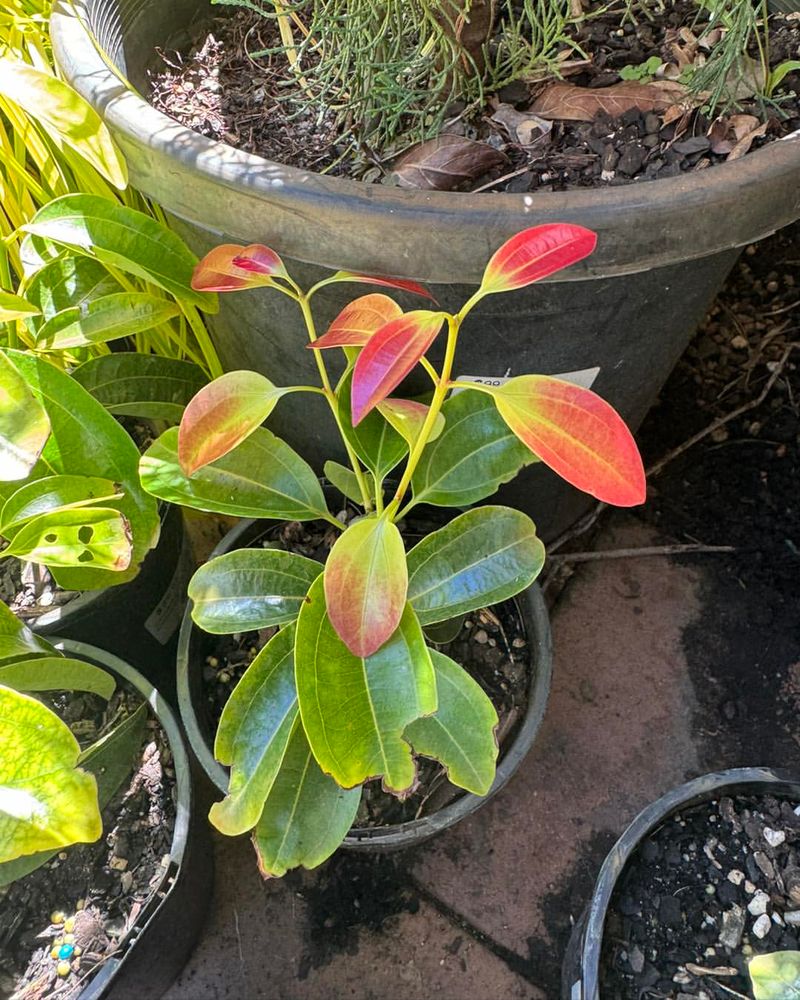 #1 Choose The Right Cinnamon Variety For Your Climate