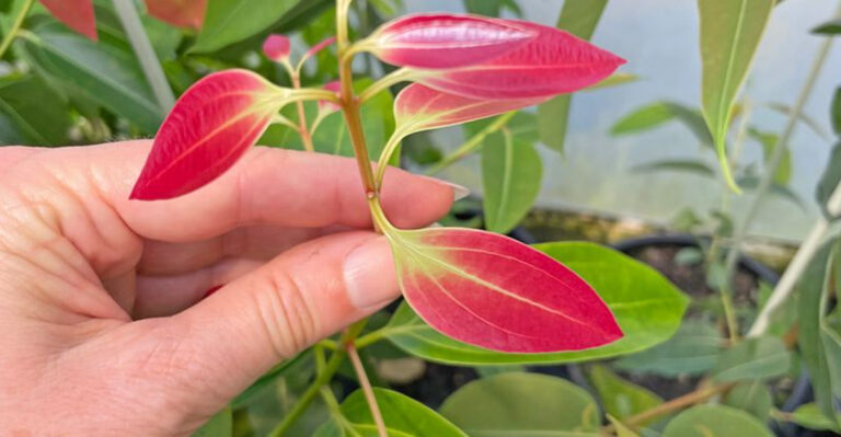 Cinnamon plant (featured image)