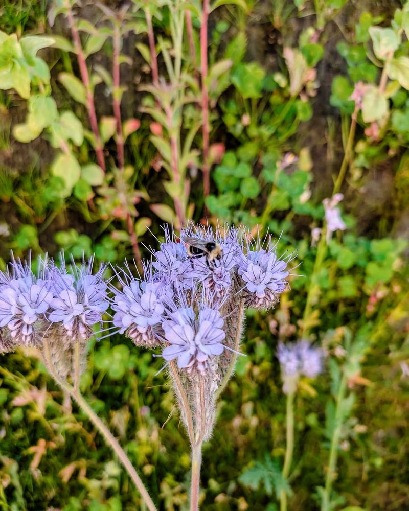 Install Pollinator-Friendly Flower Gardens