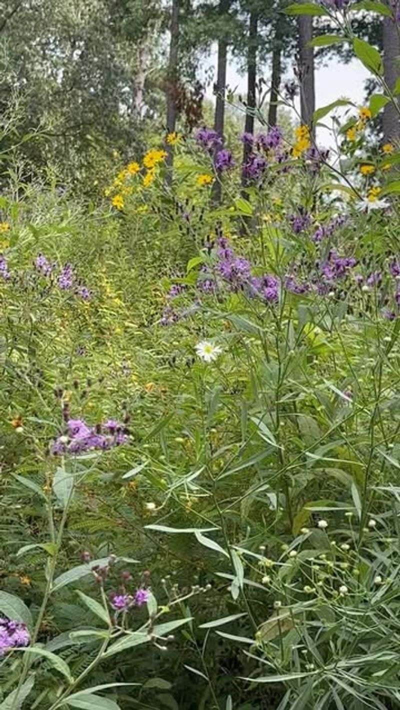 Explore Native Georgia Plants