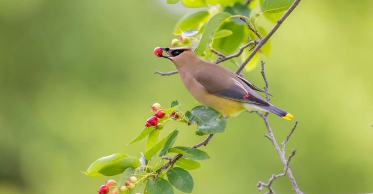 bird on serviceberry