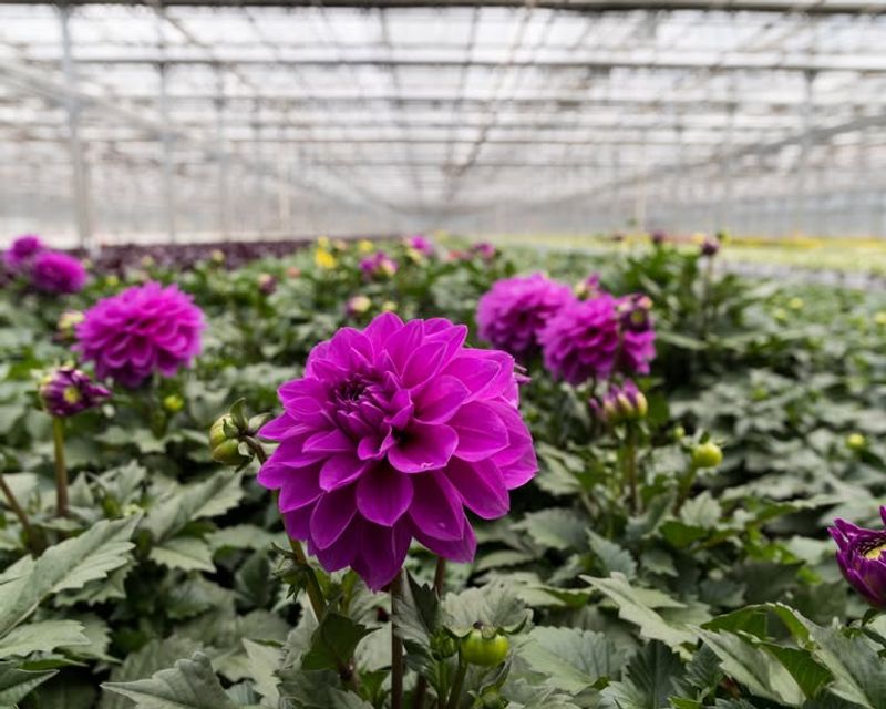 Popular Varieties Sell Out Fast Without Early Ordering