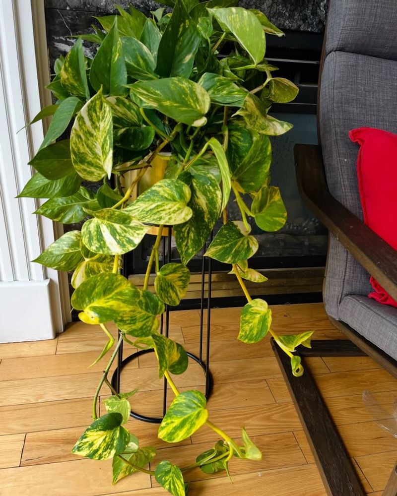 Tolerates Dry Apartment Heat Beautifully