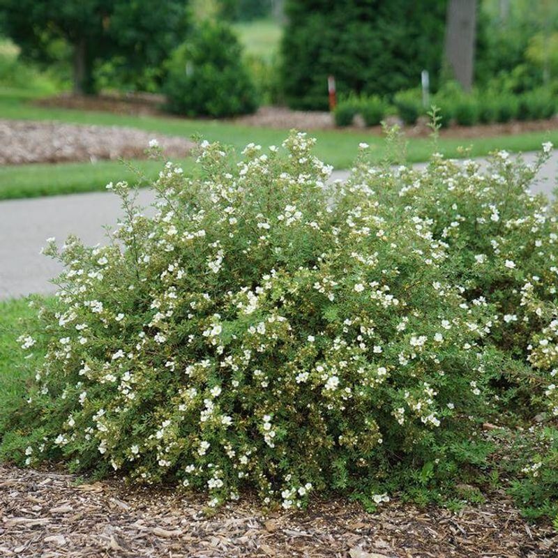 Requires Minimal Pruning And Maintenance