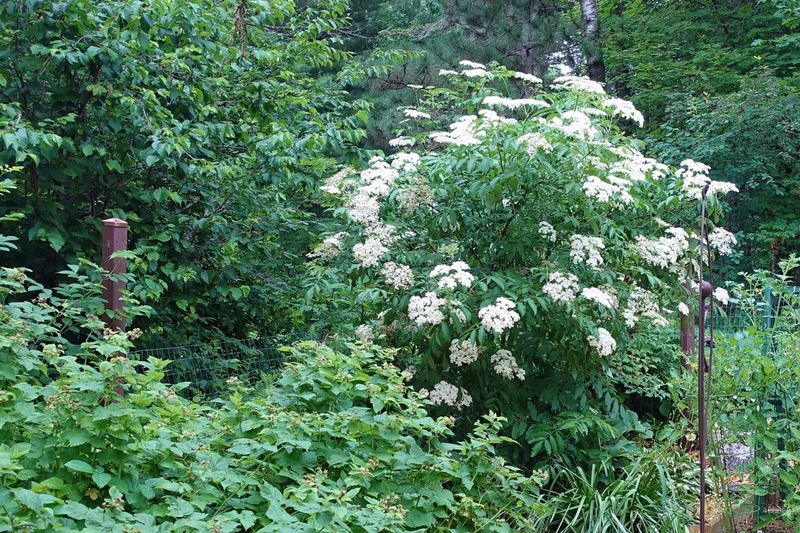 Responds Well To Pruning And Renewal