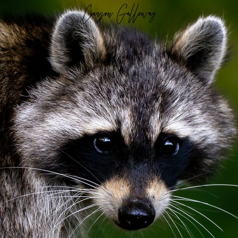 Earthworms Become Easy Targets After Rain